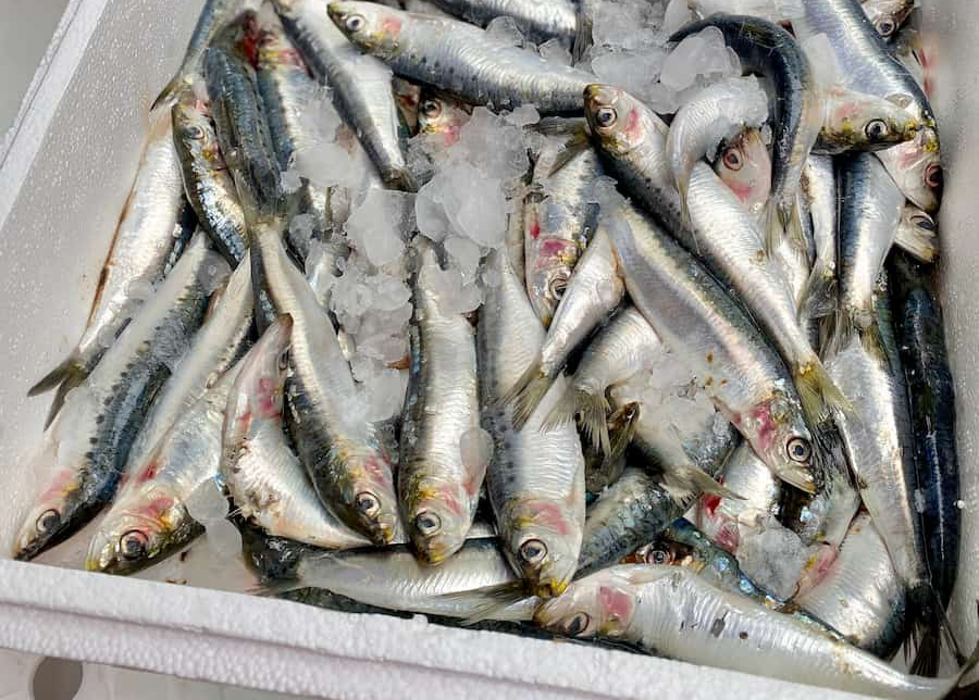 Cá mòi - lọai cá tốt nhất thế giới với giá cực rẻ Tại Việt Nam - Ảnh 1.