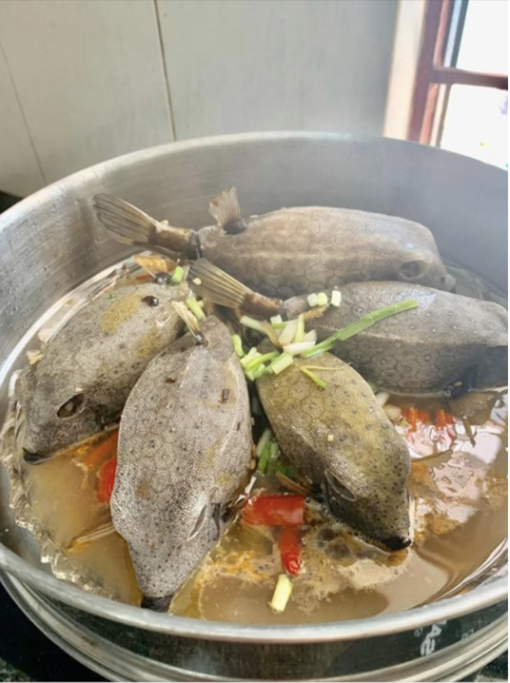 Quái ngư cá bò hòm: Món đặc sản biển miền Trung gây sốt - Ảnh 2. Quái ngư cá bò hòm: Món đặc sản biển miền Trung gây sốt - Ảnh 2.