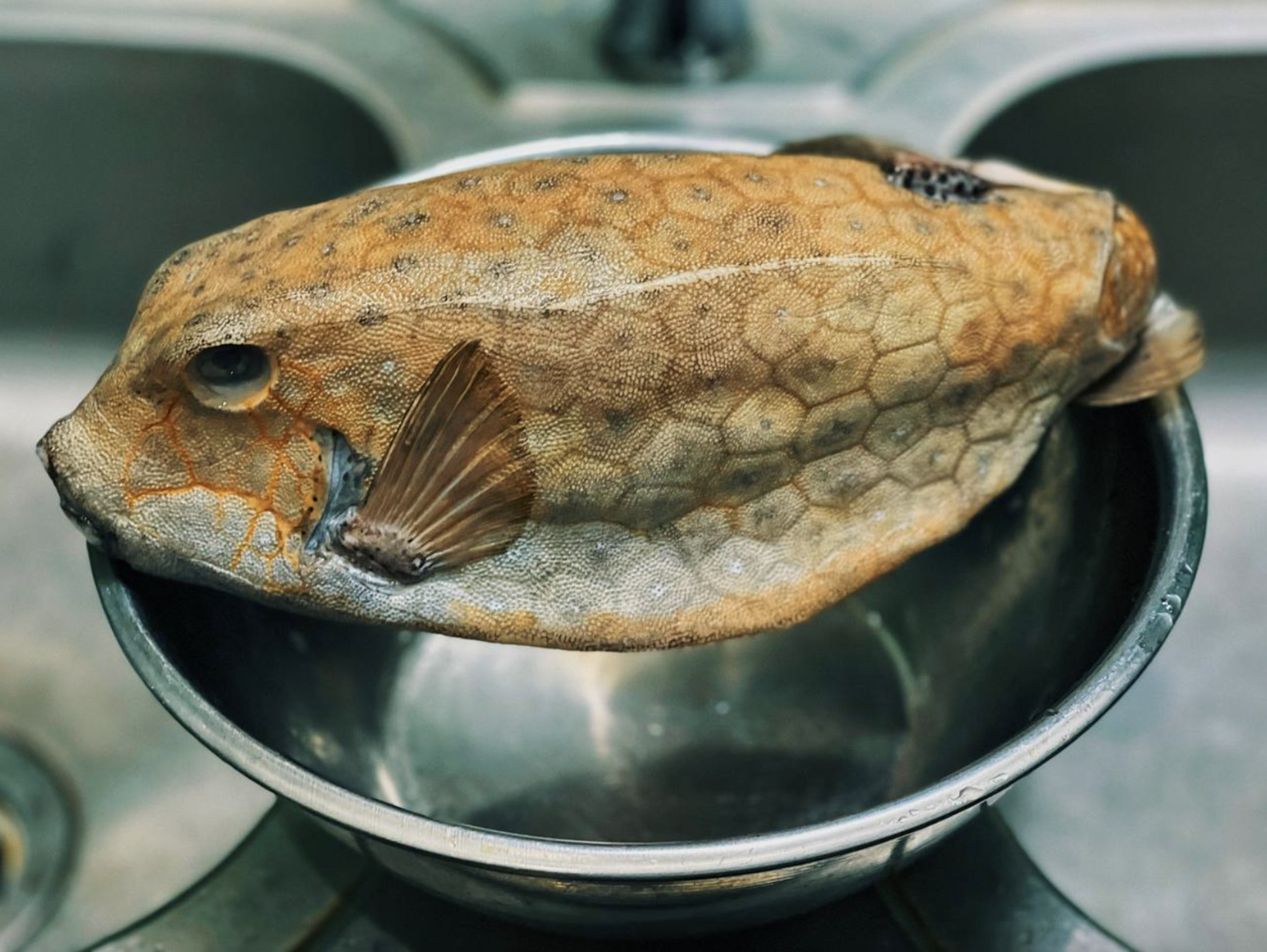 Quái ngư cá bò hòm: Món đặc sản biển miền Trung gây sốt - Ảnh 1. Quái ngư cá bò hòm: Món đặc sản biển miền Trung gây sốt - Ảnh 1.