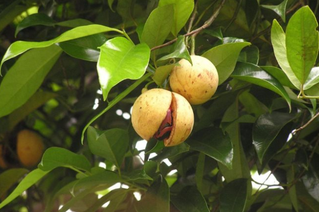 Một loại gia vị triệu đô thế giới rất hiếm nhưng Việt Nam trồng bạt ngàn: Thu về gần 33 triệu USD, 31 quốc gia liên tục săn đón - Ảnh 1.