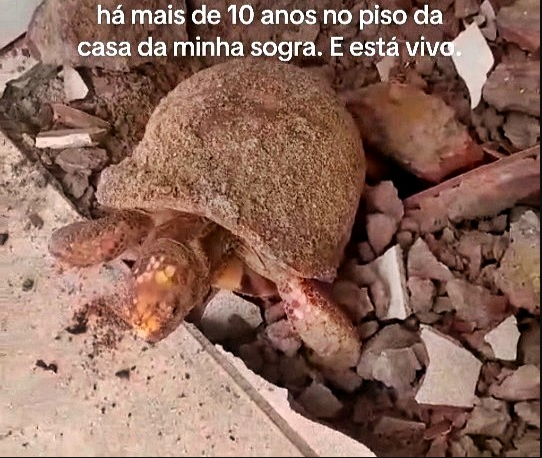 Gia đình phát hiện rùa sống dưới sàn bê tông sau 10 năm chôn vùi - Ảnh 3.