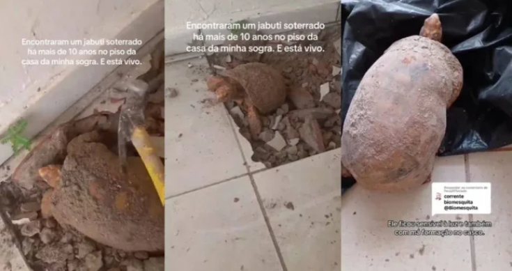 Gia đình phát hiện rùa sống dưới sàn bê tông sau 10 năm chôn vùi - Ảnh 1.