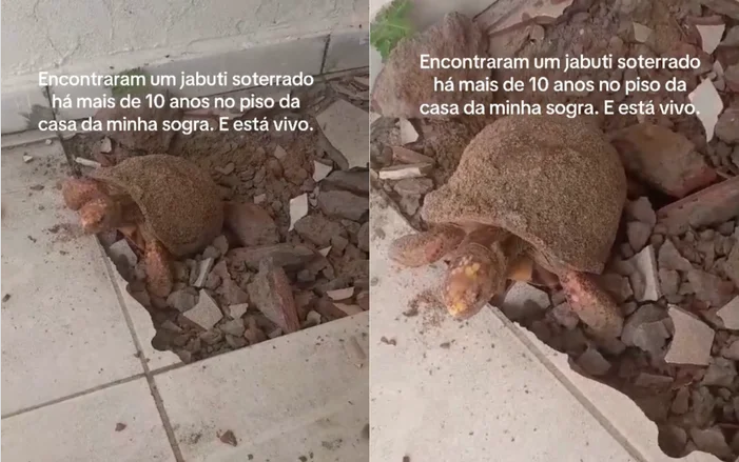 Gia đình phát hiện rùa sống dưới sàn bê tông sau 10 năm chôn vùi - Ảnh 2.