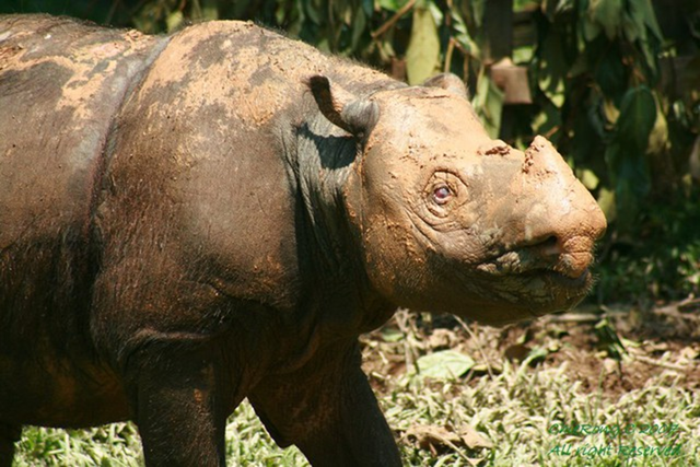 Loài vật quý hiếm bậc nhất hành tinh, cả thế giới còn 50 cá thể - Ảnh 3.