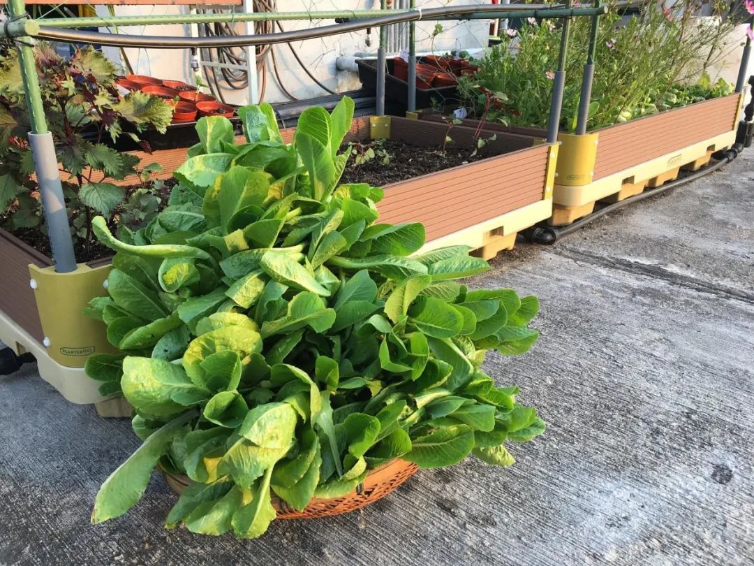 Cư dân thuê 1m² sân thượng để trồng rau: Xu hướng “nông dân đô thị” giúp tiết kiệm tiền ăn và sống xanh giữa thành phố bê tông- Ảnh 15.