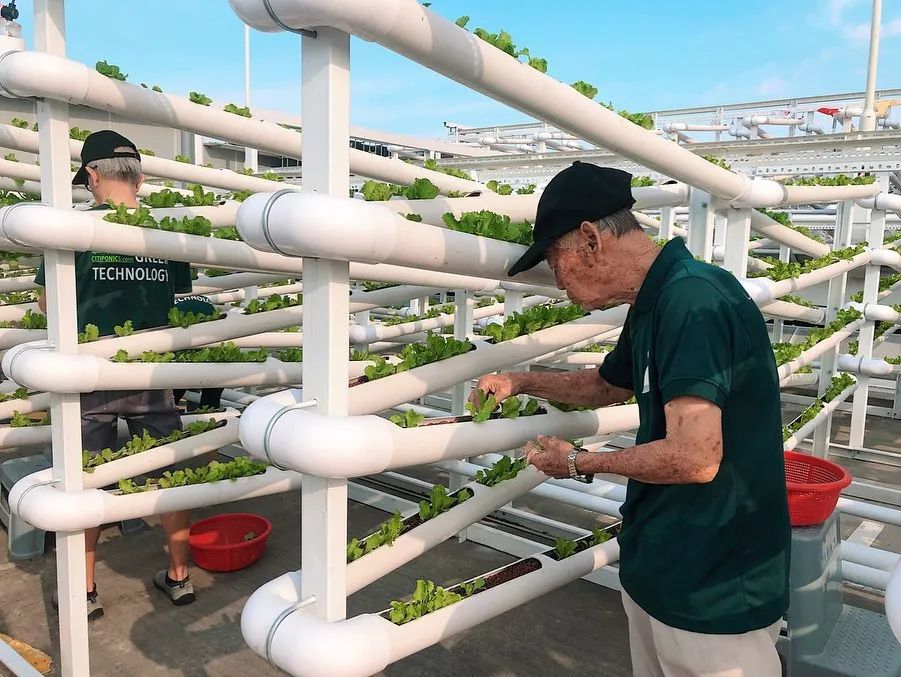 Cư dân thuê 1m² sân thượng để trồng rau: Xu hướng “nông dân đô thị” giúp tiết kiệm tiền ăn và sống xanh giữa thành phố bê tông- Ảnh 17.