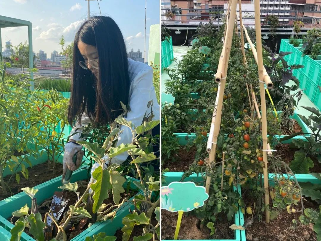 Cư dân thuê 1m² sân thượng để trồng rau: Xu hướng “nông dân đô thị” giúp tiết kiệm tiền ăn và sống xanh giữa thành phố bê tông- Ảnh 2.