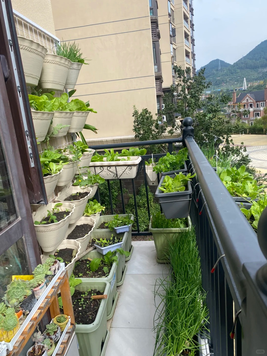 Tôi bắt đầu trồng rau tại nhà vì nghĩ cho vui, 3 tháng sau nhận ra mình đã tiết kiệm được một khoản không nhỏ- Ảnh 2.