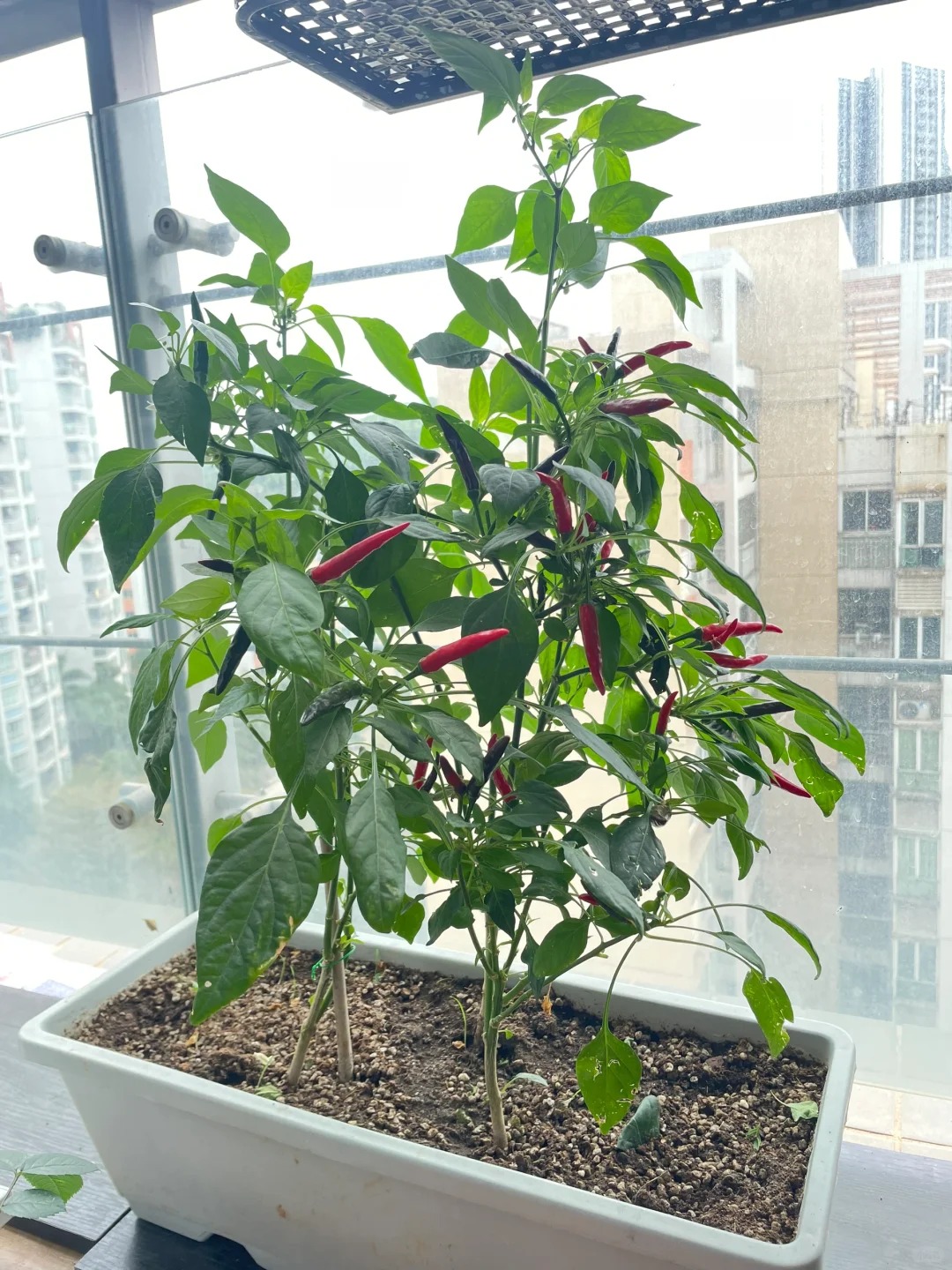 Tôi bắt đầu trồng rau tại nhà vì nghĩ cho vui, 3 tháng sau nhận ra mình đã tiết kiệm được một khoản không nhỏ- Ảnh 10.