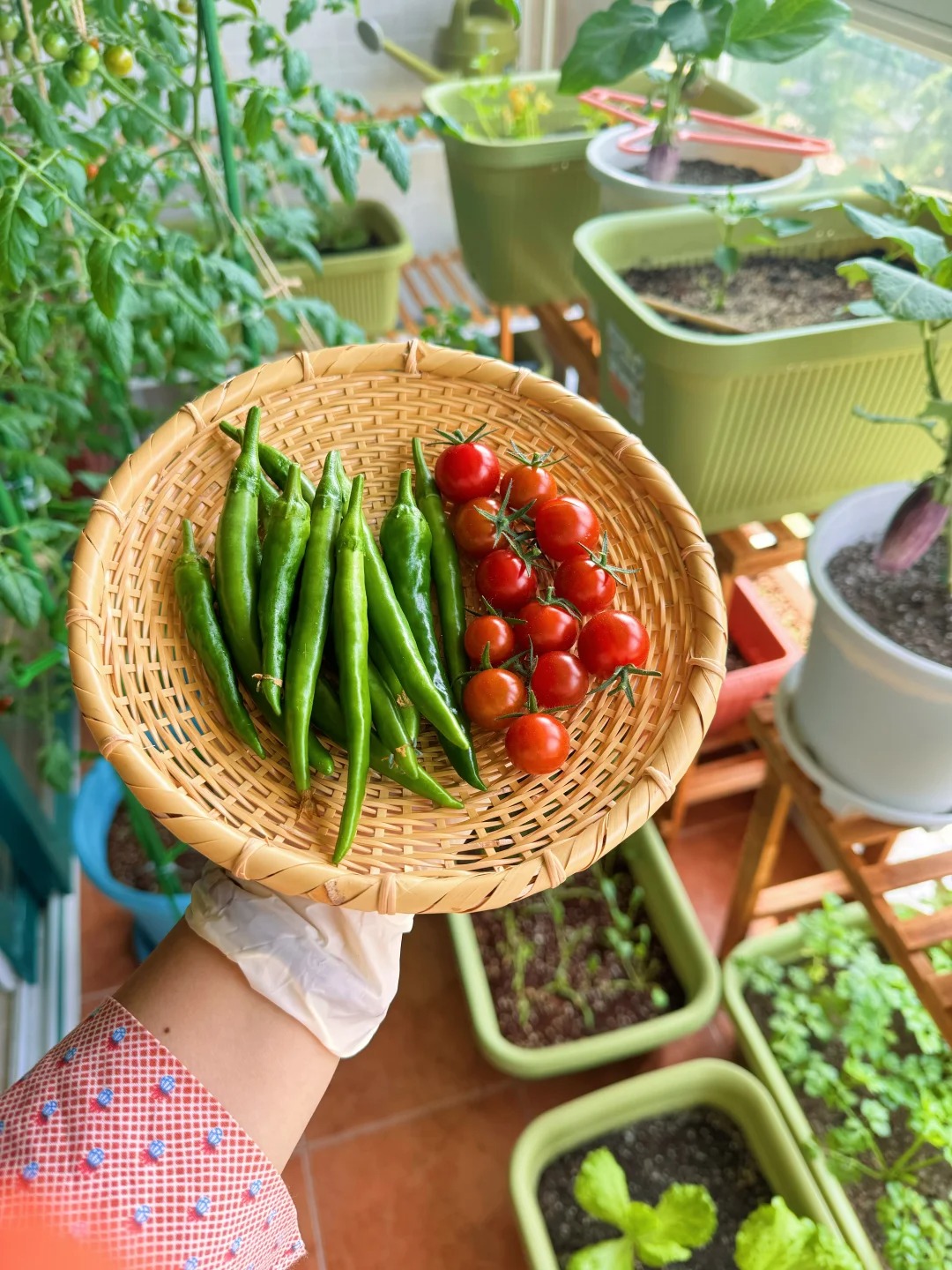 Tôi bắt đầu trồng rau tại nhà vì nghĩ cho vui, 3 tháng sau nhận ra mình đã tiết kiệm được một khoản không nhỏ- Ảnh 4.