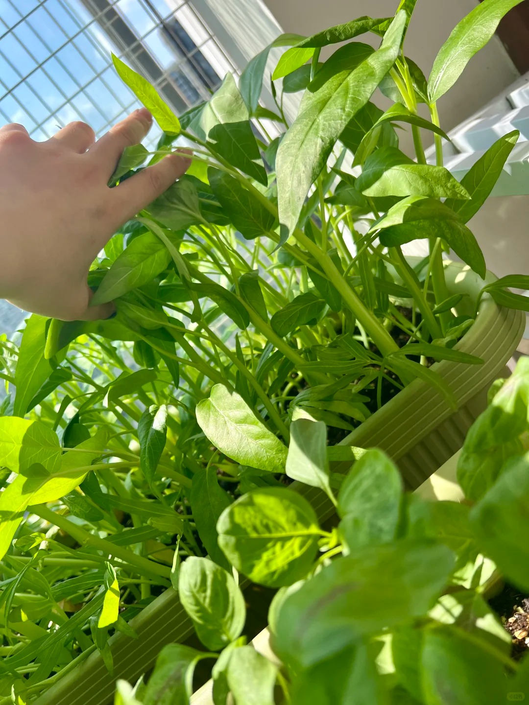 Tôi bắt đầu trồng rau tại nhà vì nghĩ cho vui, 3 tháng sau nhận ra mình đã tiết kiệm được một khoản không nhỏ- Ảnh 8.