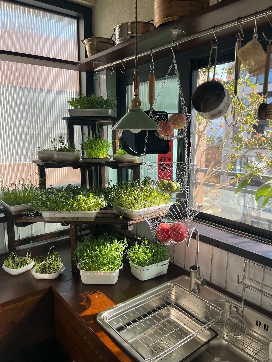 Tôi bắt đầu trồng rau tại nhà vì nghĩ cho vui, 3 tháng sau nhận ra mình đã tiết kiệm được một khoản không nhỏ- Ảnh 5.