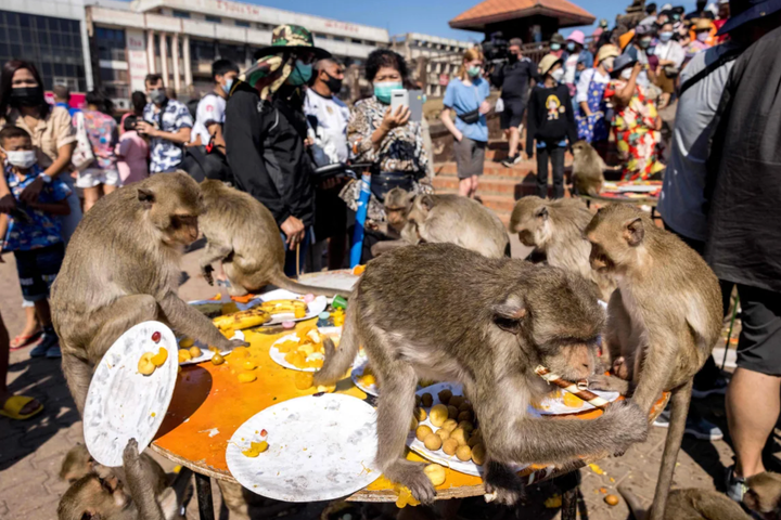 Buffet khỉ độc đáo tại Lopburi: Trải nghiệm du lịch Thái Lan không thể bỏ lỡ - Ảnh 2. Buffet khỉ độc đáo tại Lopburi: Trải nghiệm du lịch Thái Lan không thể bỏ lỡ - Ảnh 2.