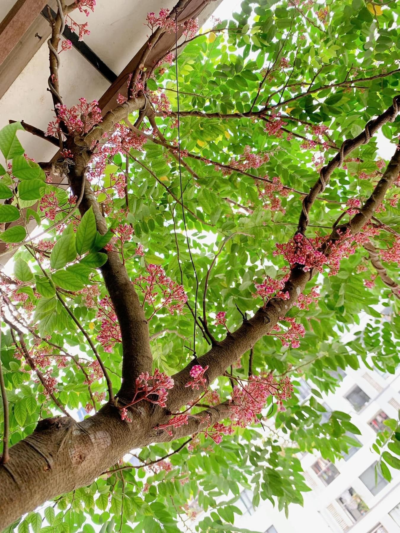 Ban công nhà giàu thường đặt 5 loại cây này để trấn giữ của cải, tiền bạc ở lại lâu hơn- Ảnh 5.