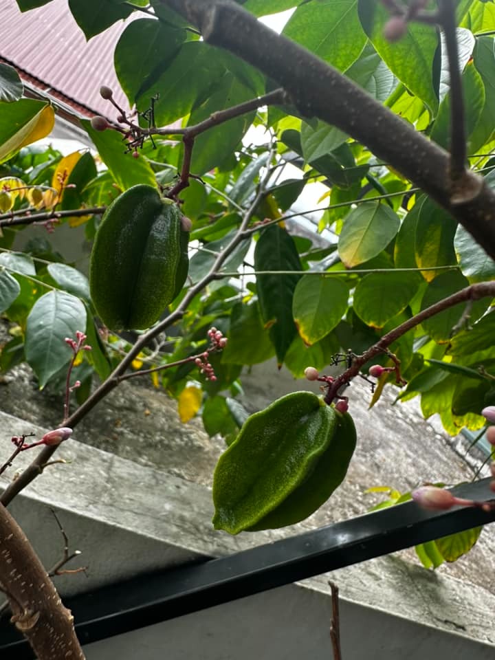 Ban công nhà giàu thường đặt 5 loại cây này để trấn giữ của cải, tiền bạc ở lại lâu hơn- Ảnh 4.