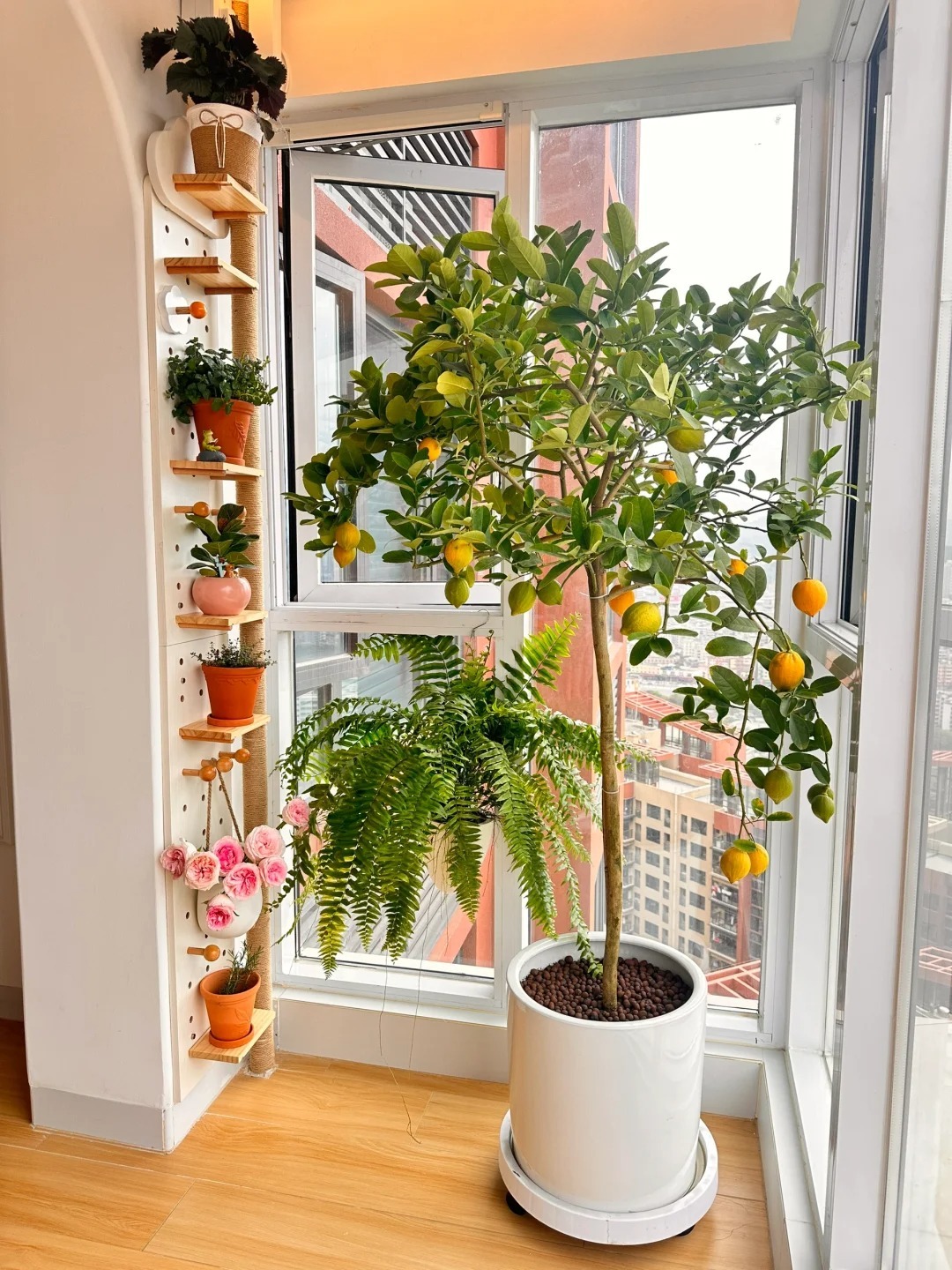 Ban công nhà giàu thường đặt 5 loại cây này để trấn giữ của cải, tiền bạc ở lại lâu hơn- Ảnh 2.