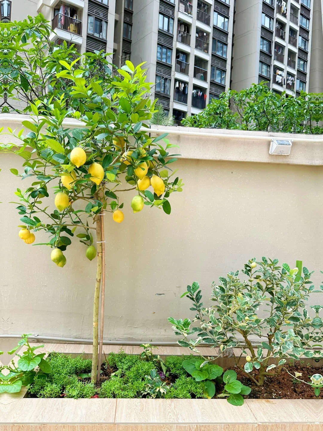 Ban công nhà giàu thường đặt 5 loại cây này để trấn giữ của cải, tiền bạc ở lại lâu hơn- Ảnh 3.