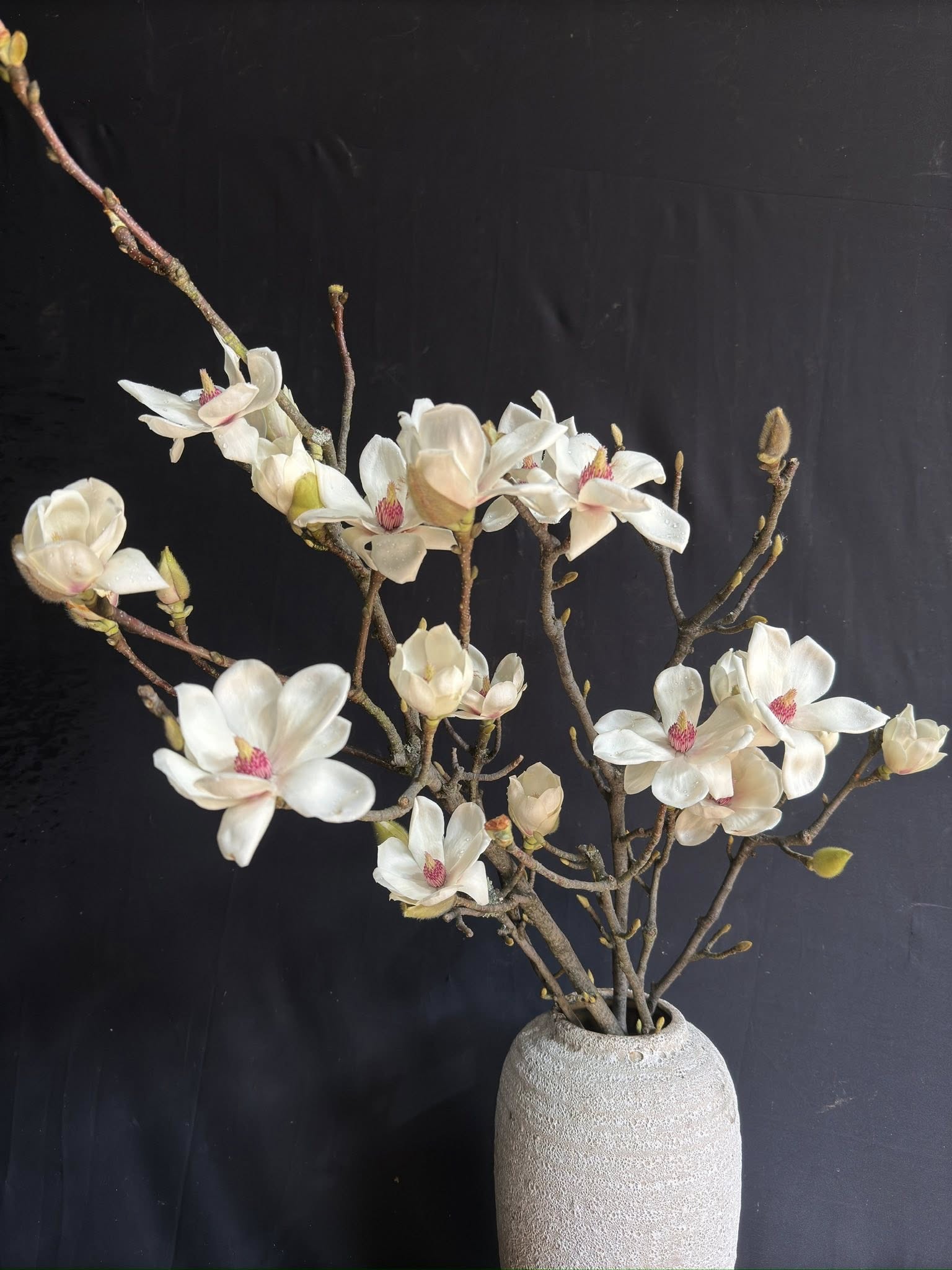 Loài hoa Tết hot nhất năm 2026: Nhà nhà, người người đều muốn rước về nhà, ai chơi được có thể sĩ cả đời - Ảnh 2. Loài hoa Tết hot nhất năm 2026: Nhà nhà, người người đều muốn rước về nhà, ai chơi được có thể sĩ cả đời - Ảnh 2.