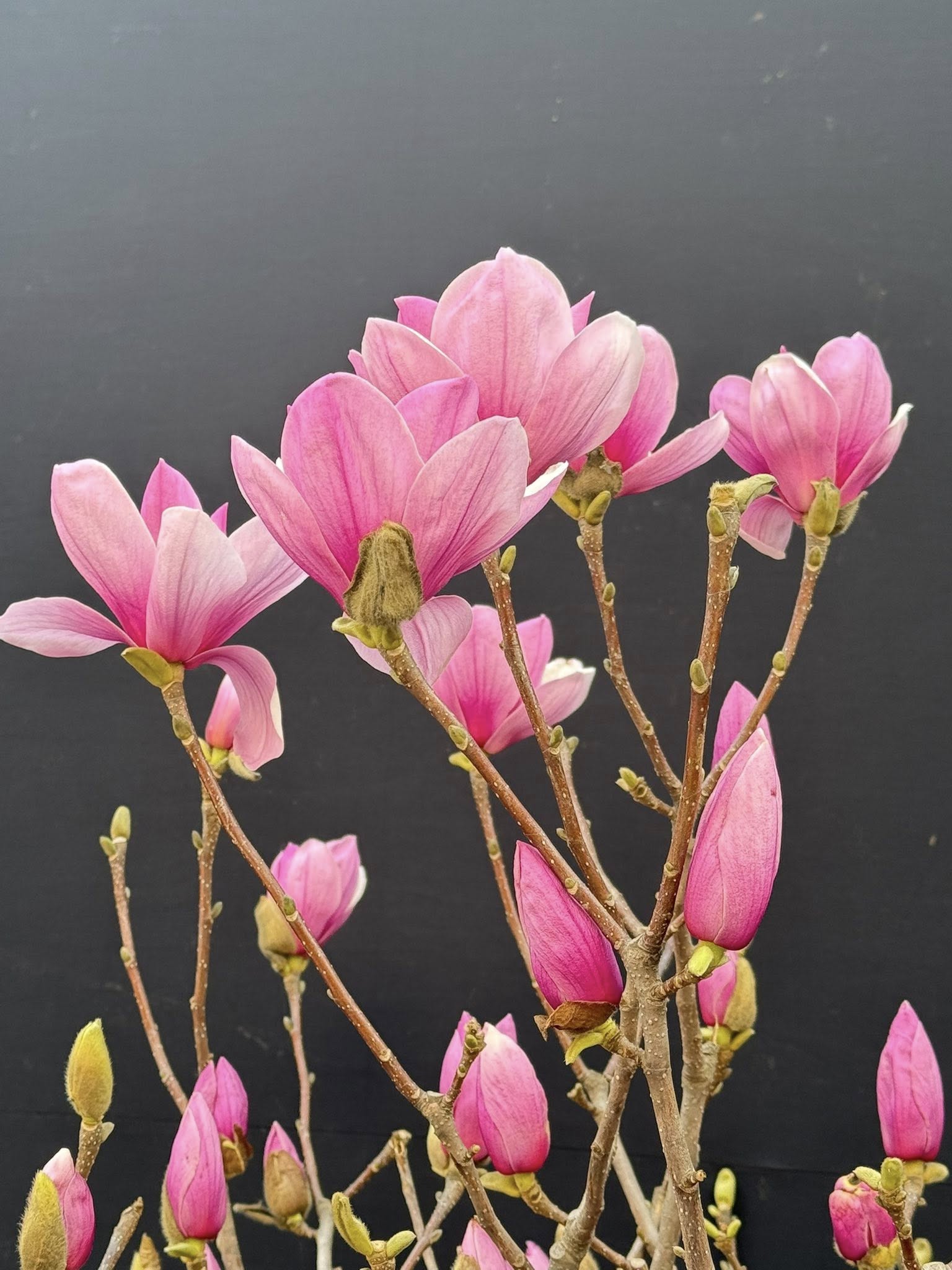 Loài hoa Tết hot nhất năm 2026: Nhà nhà, người người đều muốn rước về nhà, ai chơi được có thể sĩ cả đời - Ảnh 3. Loài hoa Tết hot nhất năm 2026: Nhà nhà, người người đều muốn rước về nhà, ai chơi được có thể sĩ cả đời - Ảnh 3.