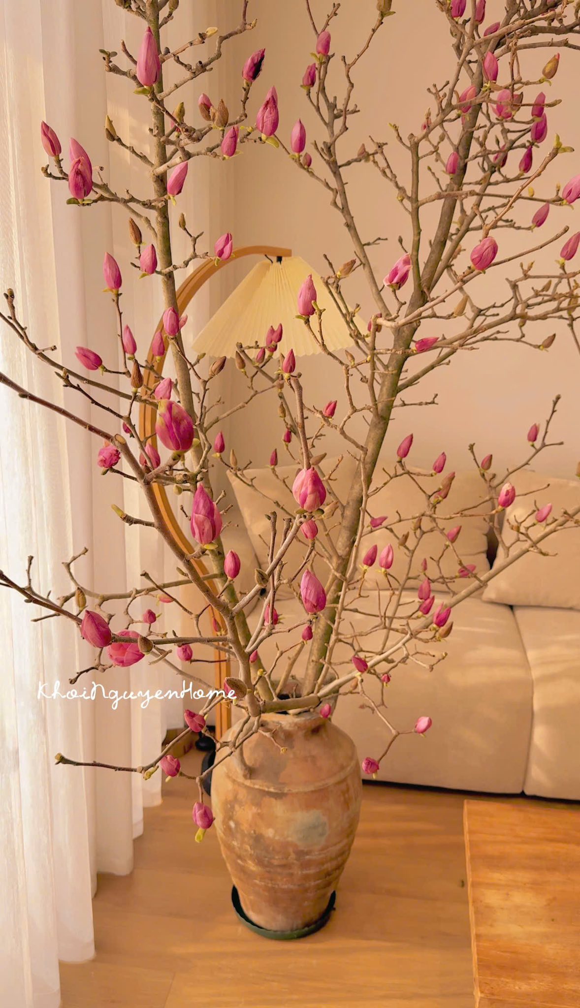 Loài hoa Tết hot nhất năm 2026: Nhà nhà, người người đều muốn rước về nhà, ai chơi được có thể sĩ cả đời - Ảnh 16. Loài hoa Tết hot nhất năm 2026: Nhà nhà, người người đều muốn rước về nhà, ai chơi được có thể sĩ cả đời - Ảnh 16.