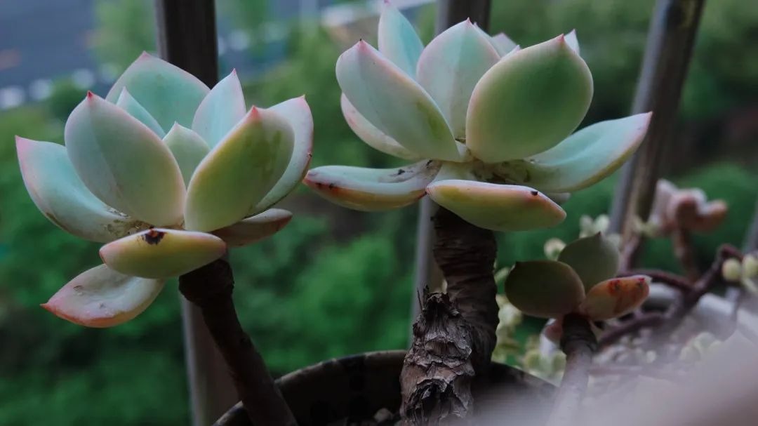 BTV Chu Diệu rời đài truyền hình để sống một mình hạnh phúc và tìm lại chính mình - Ảnh 9.