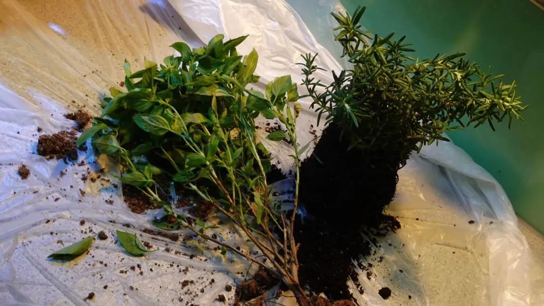 BTV Chu Diệu rời đài truyền hình để sống một mình hạnh phúc và tìm lại chính mình - Ảnh 8.