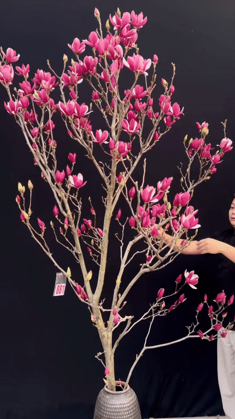 Loài hoa Tết hot nhất năm 2026: Nhà nhà, người người đều muốn rước về nhà, ai chơi được có thể sĩ cả đời - Ảnh 13. Loài hoa Tết hot nhất năm 2026: Nhà nhà, người người đều muốn rước về nhà, ai chơi được có thể sĩ cả đời - Ảnh 13.