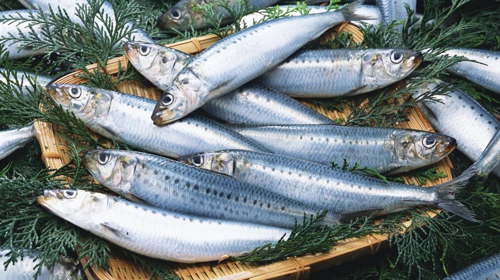 Người sành ăn khi mua cá thường chỉ chọn 5 loại cá biển này: Không thể nuôi nhân tạo, hoàn toàn là cá đánh bắt tự nhiên, "vựa dinh dưỡng" ẩn giấu của biển cả- Ảnh 4. Người sành ăn khi mua cá thường chỉ chọn 5 loại cá biển này: Không thể nuôi nhân tạo, hoàn toàn là cá đánh bắt tự nhiên, "vựa dinh dưỡng" ẩn giấu của biển cả- Ảnh 4.