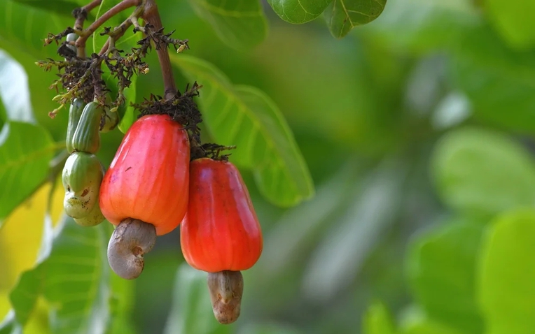 Cuba mở kho 2 . 000 Ha đất cho doanh nghiệp Việt Nam phát triển nông nghiệp - Ảnh 1.