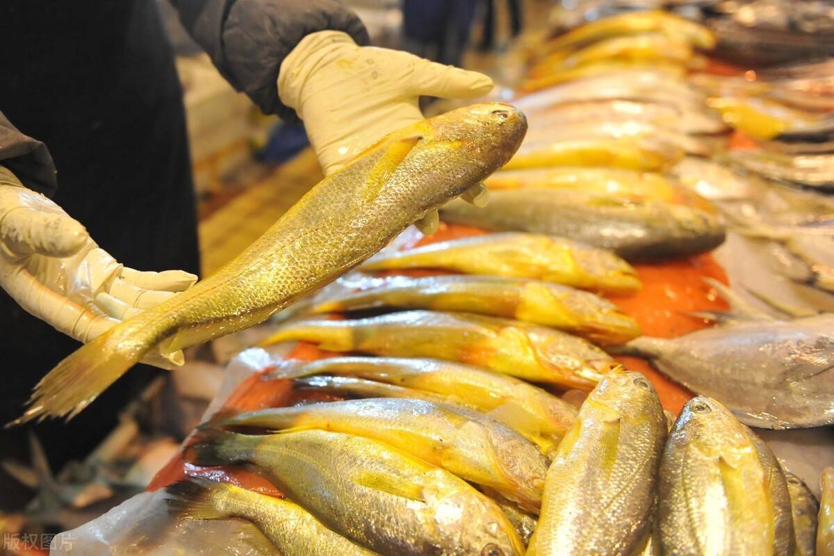 Người sành ăn khi mua cá thường chỉ chọn 5 loại cá biển này: Không thể nuôi nhân tạo, hoàn toàn là cá đánh bắt tự nhiên, "vựa dinh dưỡng" ẩn giấu của biển cả- Ảnh 3. Người sành ăn khi mua cá thường chỉ chọn 5 loại cá biển này: Không thể nuôi nhân tạo, hoàn toàn là cá đánh bắt tự nhiên, "vựa dinh dưỡng" ẩn giấu của biển cả- Ảnh 3.