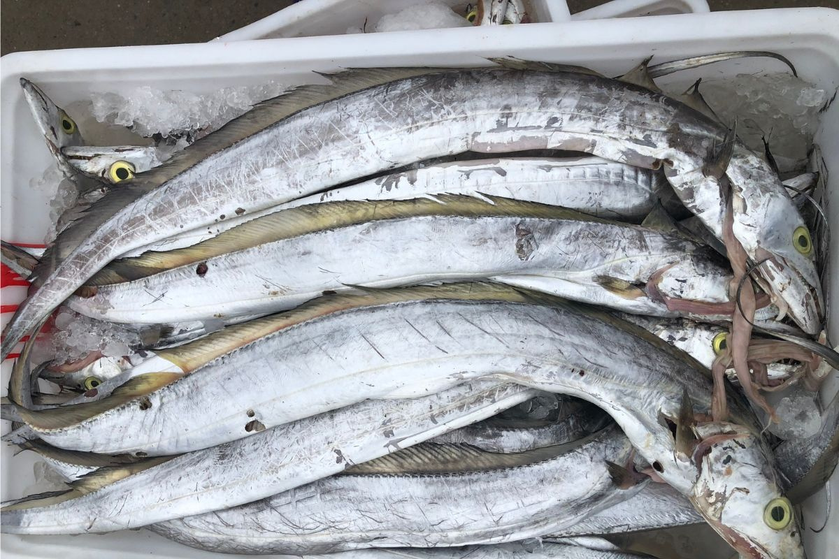 Người sành ăn khi mua cá thường chỉ chọn 5 loại cá biển này: Không thể nuôi nhân tạo, hoàn toàn là cá đánh bắt tự nhiên, "vựa dinh dưỡng" ẩn giấu của biển cả- Ảnh 1. Người sành ăn khi mua cá thường chỉ chọn 5 loại cá biển này: Không thể nuôi nhân tạo, hoàn toàn là cá đánh bắt tự nhiên, "vựa dinh dưỡng" ẩn giấu của biển cả- Ảnh 1.