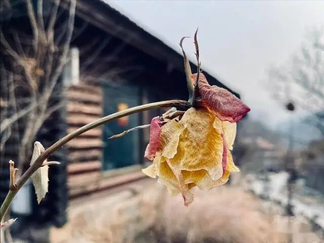 Thầy phong thủy cảnh báo 4 cây phong thủy ban công gây hại sức khỏe và tài chính - Ảnh 2. Thầy phong thủy cảnh báo 4 cây phong thủy ban công gây hại sức khỏe và tài chính - Ảnh 2.