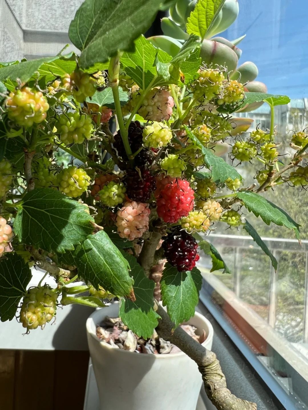 Thầy phong thủy cảnh báo 4 cây phong thủy ban công gây hại sức khỏe và tài chính - Ảnh 1. Thầy phong thủy cảnh báo 4 cây phong thủy ban công gây hại sức khỏe và tài chính - Ảnh 1.