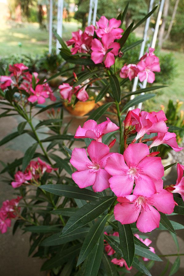 Thầy phong thủy cảnh báo 4 cây phong thủy ban công gây hại sức khỏe và tài chính - Ảnh 3. Thầy phong thủy cảnh báo 4 cây phong thủy ban công gây hại sức khỏe và tài chính - Ảnh 3.