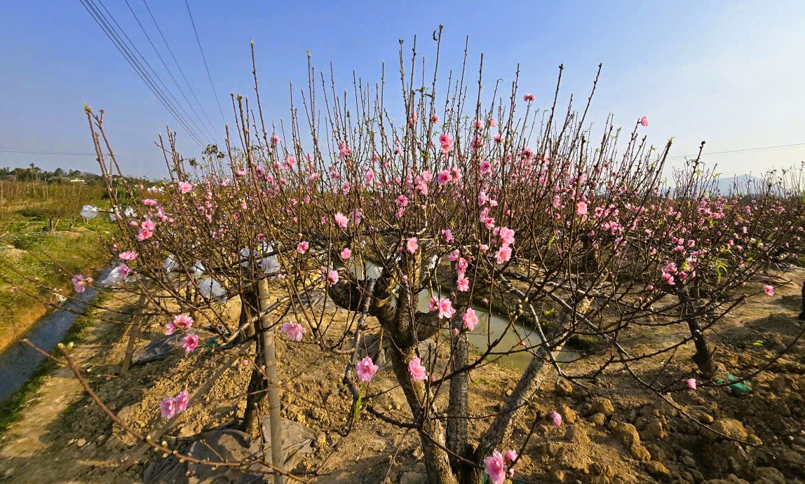 Hoa đào thanh hóa nở rộ , người trồng lo lắng mất Tết Nguyên đán 2026 - Ảnh 4.