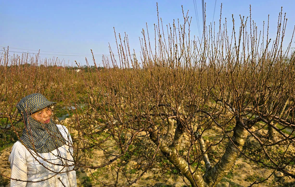 Hoa đào thanh hóa nở rộ , người trồng lo lắng mất Tết Nguyên đán 2026 - Ảnh 10.