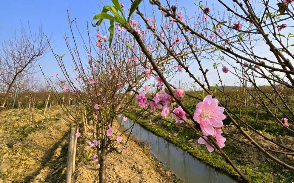 Hoa đào thanh hóa nở rộ , người trồng lo lắng mất Tết Nguyên đán 2026 - Ảnh 17.