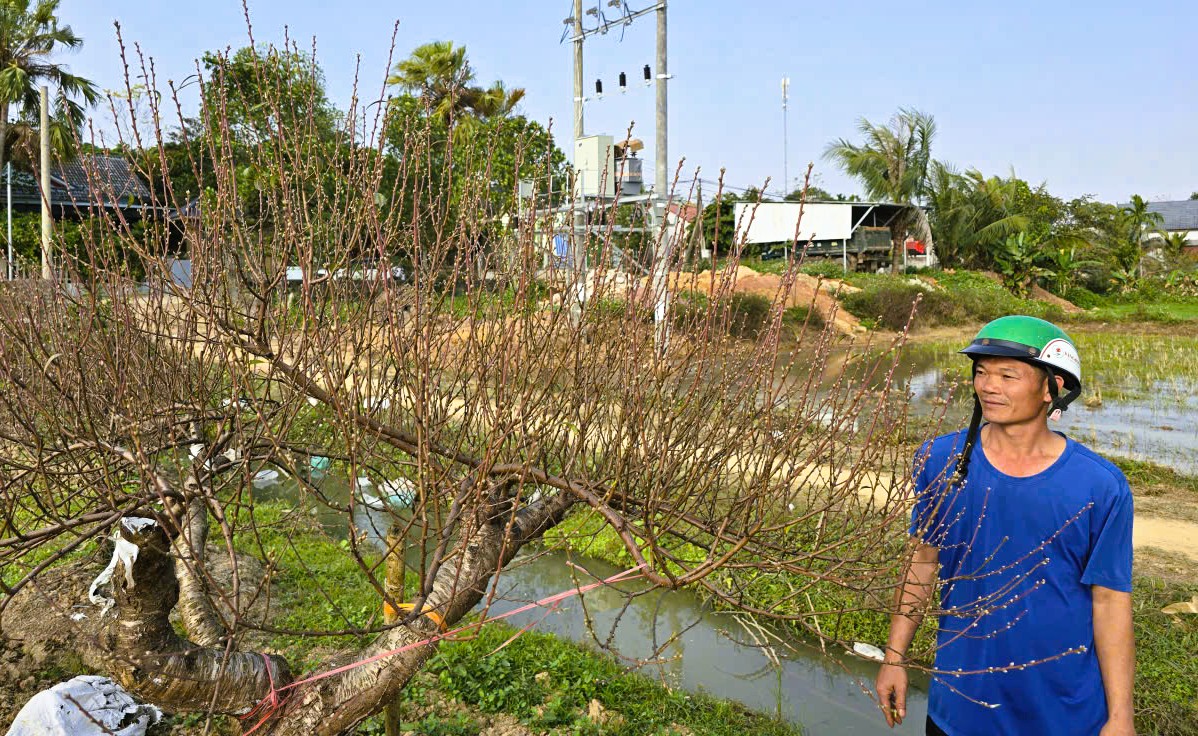 Hoa đào thanh hóa nở rộ , người trồng lo lắng mất Tết Nguyên đán 2026 - Ảnh 11.