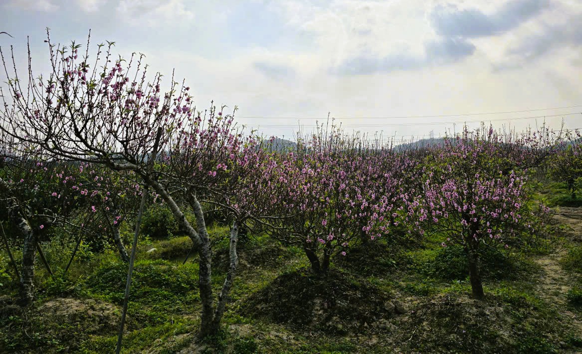 Hoa đào thanh hóa nở rộ , người trồng lo lắng mất Tết Nguyên đán 2026 - Ảnh 5.
