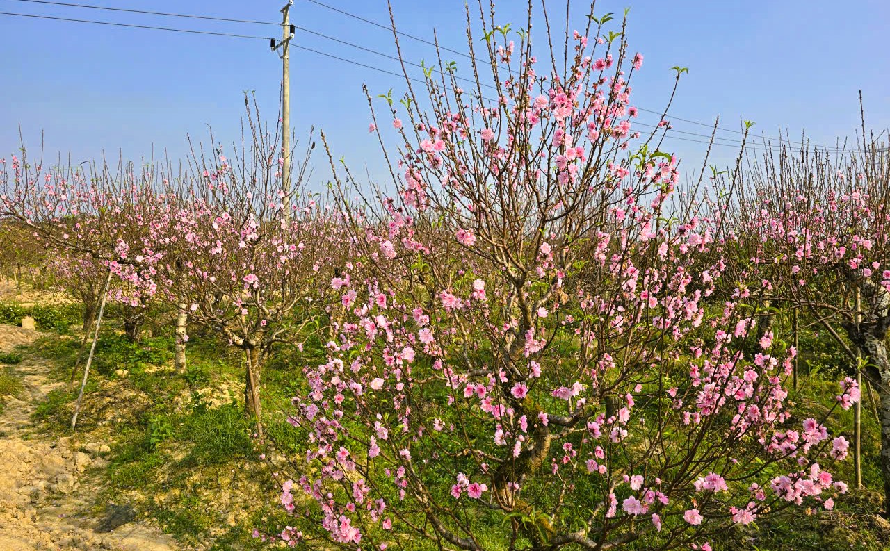 Hoa đào thanh hóa nở rộ , người trồng lo lắng mất Tết Nguyên đán 2026 - Ảnh 7.