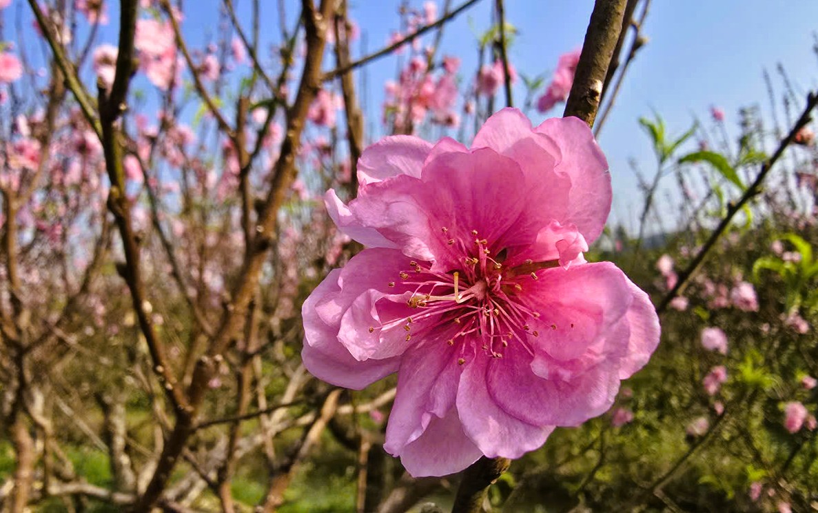 Hoa đào thanh hóa nở rộ , người trồng lo lắng mất Tết Nguyên đán 2026 - Ảnh 14.