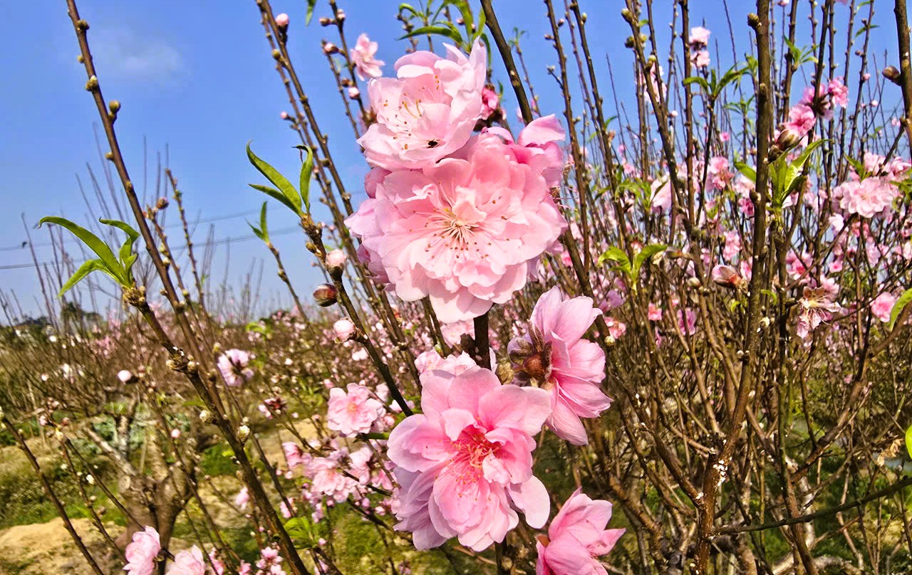 Hoa đào thanh hóa nở rộ , người trồng lo lắng mất Tết Nguyên đán 2026 - Ảnh 16.