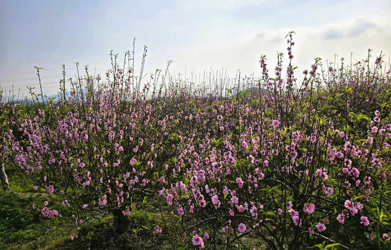 Hoa đào thanh hóa nở rộ , người trồng lo lắng mất Tết Nguyên đán 2026 - Ảnh 6.