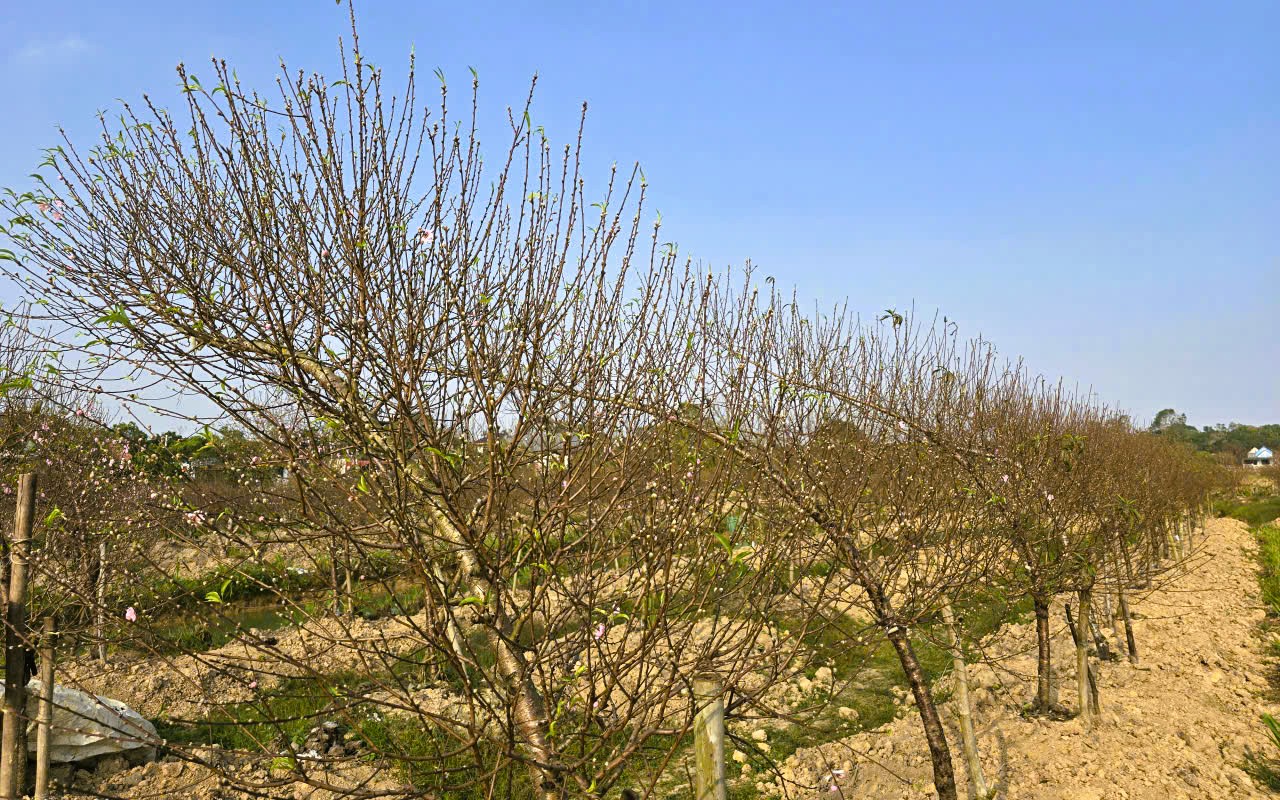 Hoa đào thanh hóa nở rộ , người trồng lo lắng mất Tết Nguyên đán 2026 - Ảnh 12.