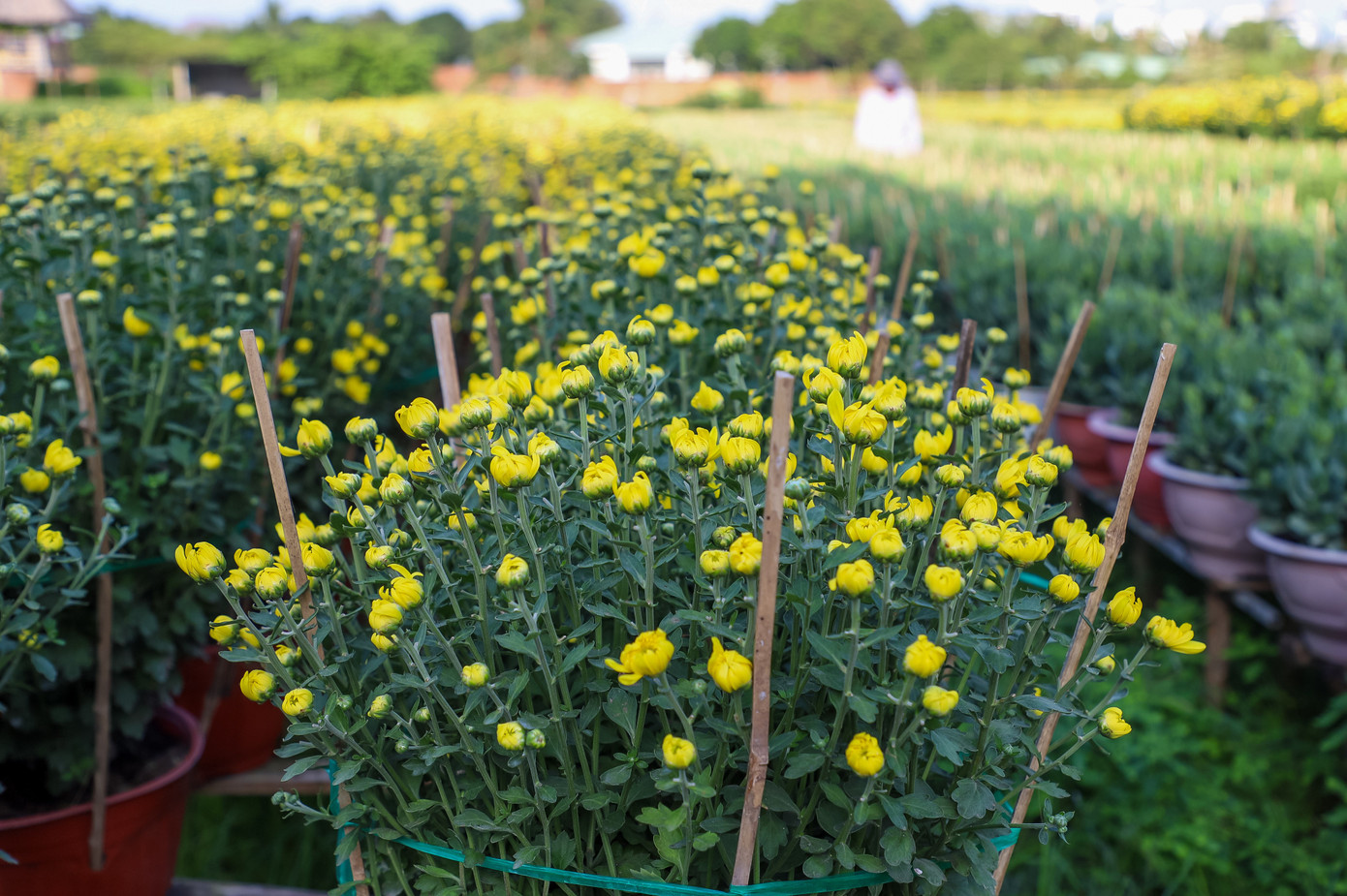 Cúc Đài Loan giá tiền triệu hút khách dịp Tết Nguyên đán 2026 - Ảnh 8. Cúc Đài Loan giá tiền triệu hút khách dịp Tết Nguyên đán 2026 - Ảnh 8.