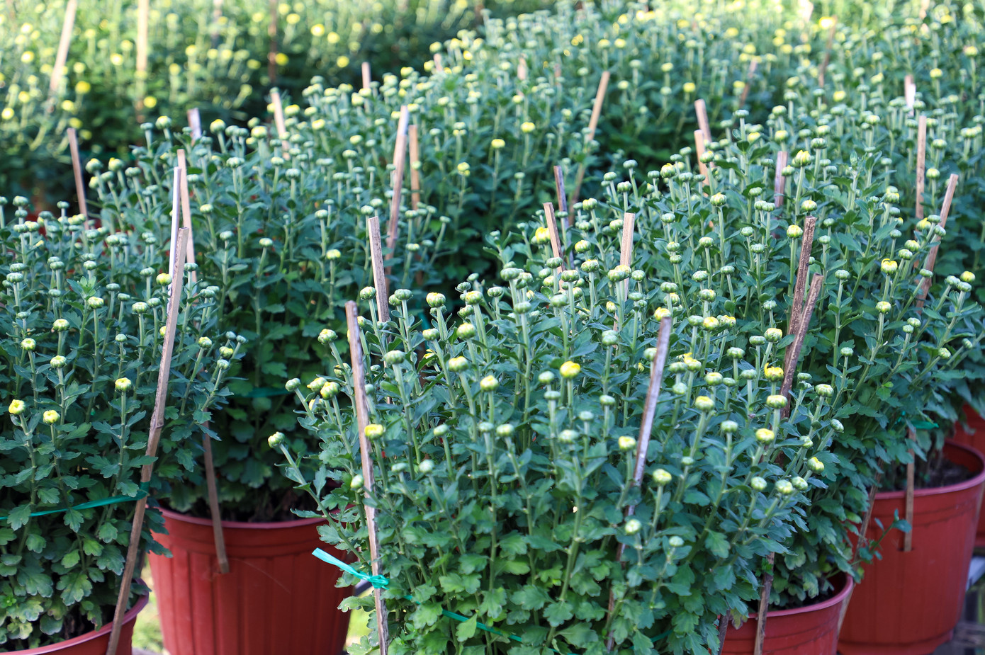 Cúc Đài Loan giá tiền triệu hút khách dịp Tết Nguyên đán 2026 - Ảnh 9. Cúc Đài Loan giá tiền triệu hút khách dịp Tết Nguyên đán 2026 - Ảnh 9.