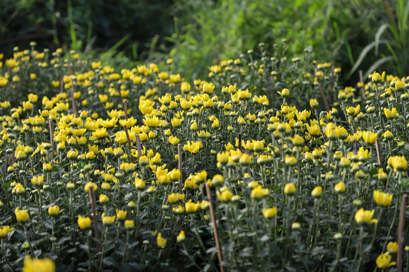 Cúc Đài Loan giá tiền triệu hút khách dịp Tết Nguyên đán 2026 - Ảnh 12. Cúc Đài Loan giá tiền triệu hút khách dịp Tết Nguyên đán 2026 - Ảnh 12.