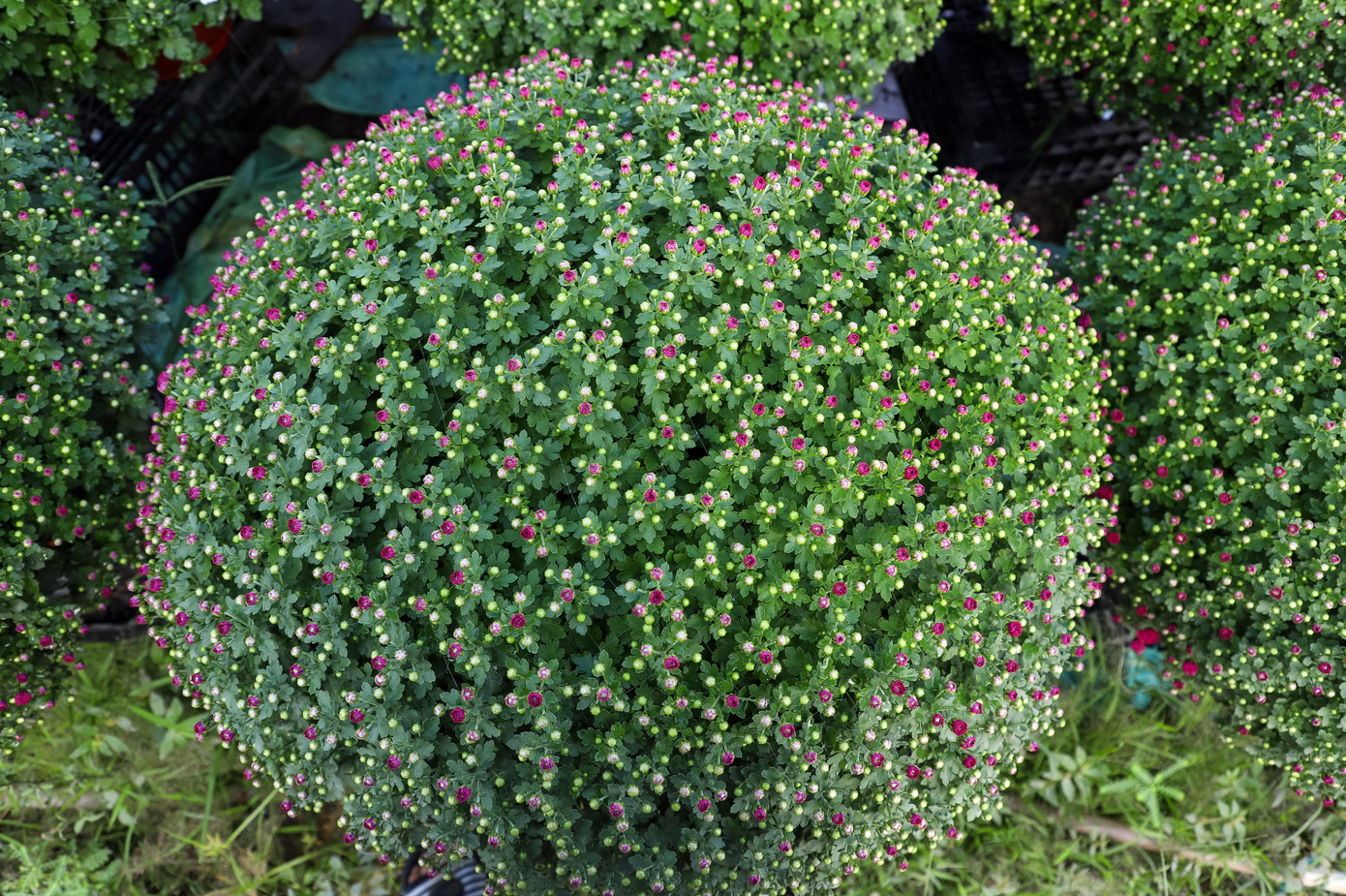 Cúc Đài Loan giá tiền triệu hút khách dịp Tết Nguyên đán 2026 - Ảnh 6. Cúc Đài Loan giá tiền triệu hút khách dịp Tết Nguyên đán 2026 - Ảnh 6.