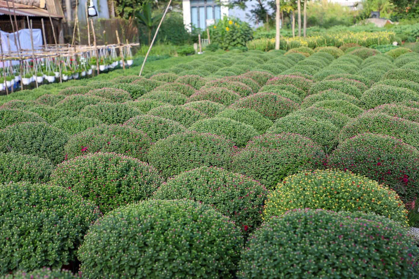 Cúc Đài Loan giá tiền triệu hút khách dịp Tết Nguyên đán 2026 - Ảnh 11. Cúc Đài Loan giá tiền triệu hút khách dịp Tết Nguyên đán 2026 - Ảnh 11.