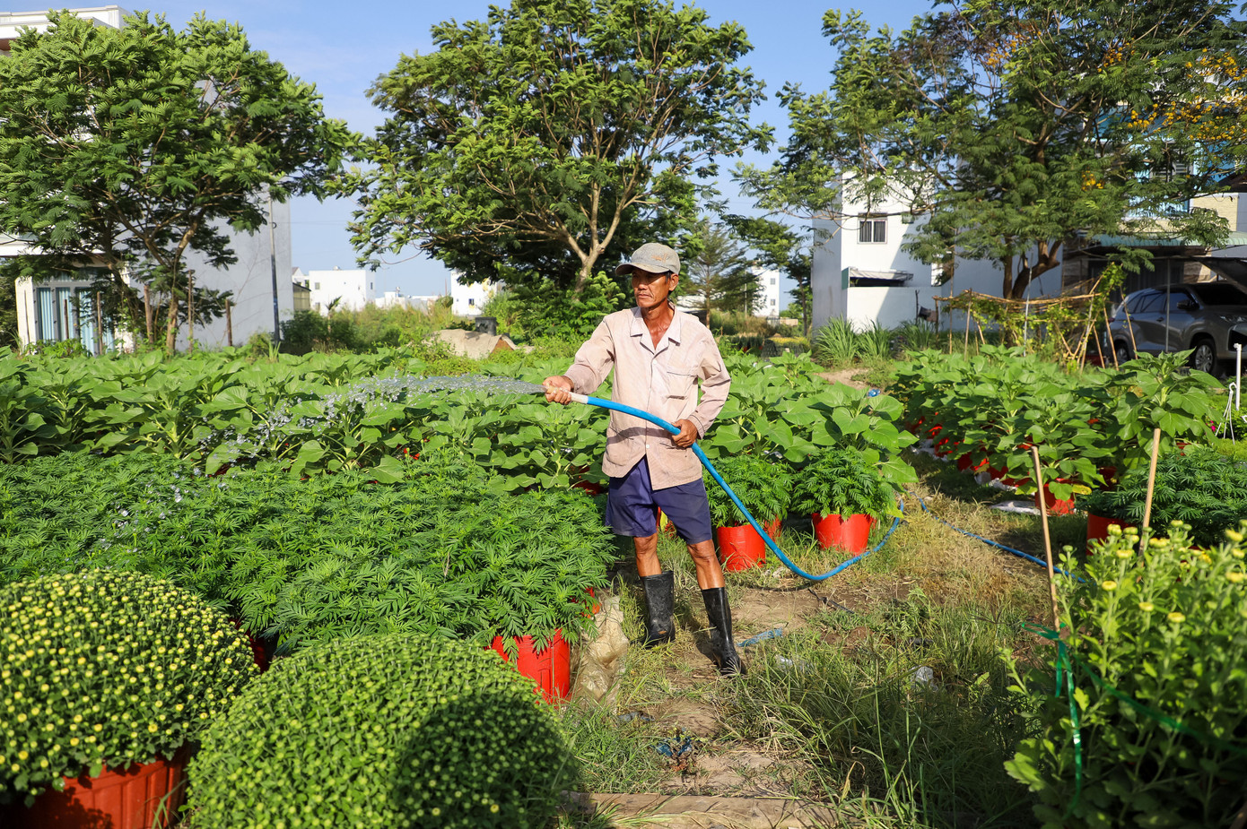 Cúc Đài Loan giá tiền triệu hút khách dịp Tết Nguyên đán 2026 - Ảnh 7. Cúc Đài Loan giá tiền triệu hút khách dịp Tết Nguyên đán 2026 - Ảnh 7.